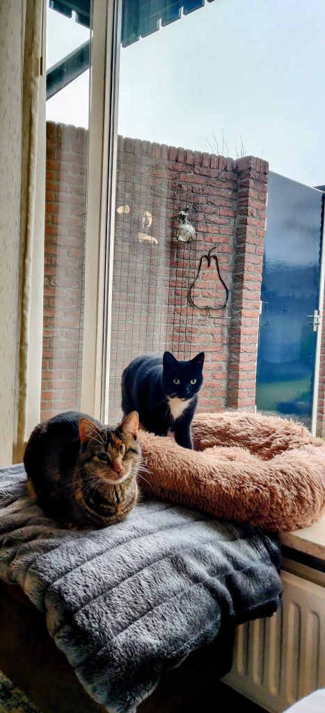 kattenmand donut