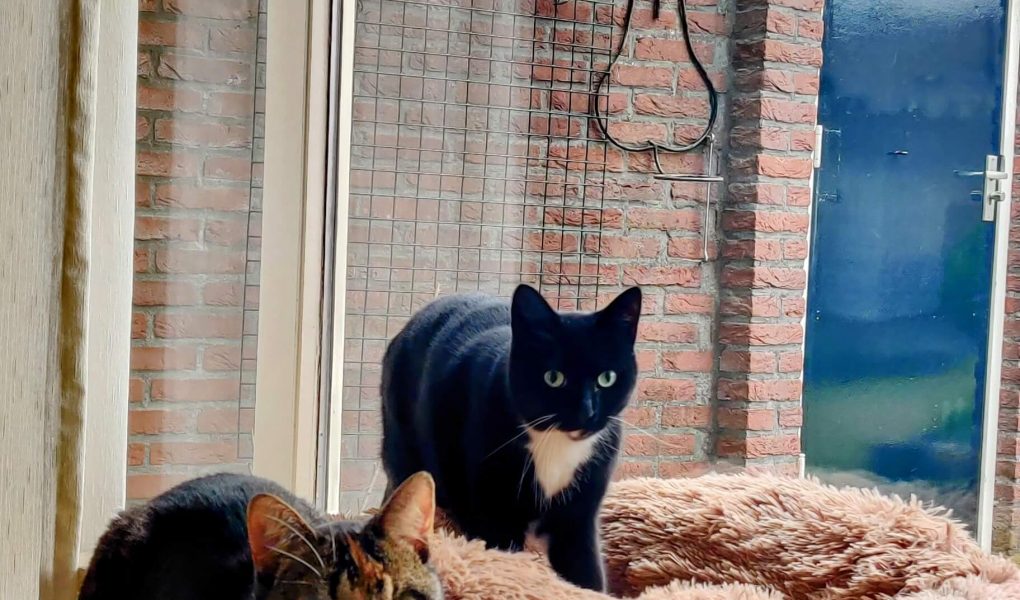 kattenmand donut